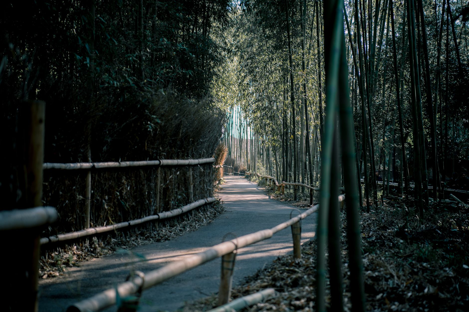 Kyoto traditional bamboo forest path in morning light